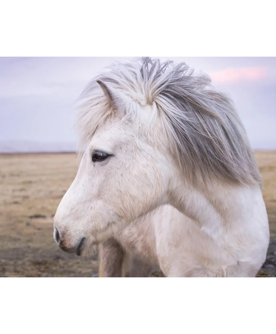 Biały Koń - plakat