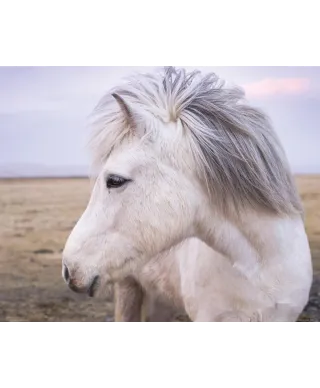 Biały Koń - plakat