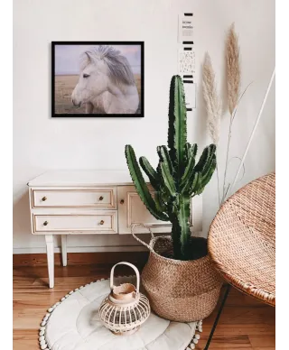 Biały Koń - plakat