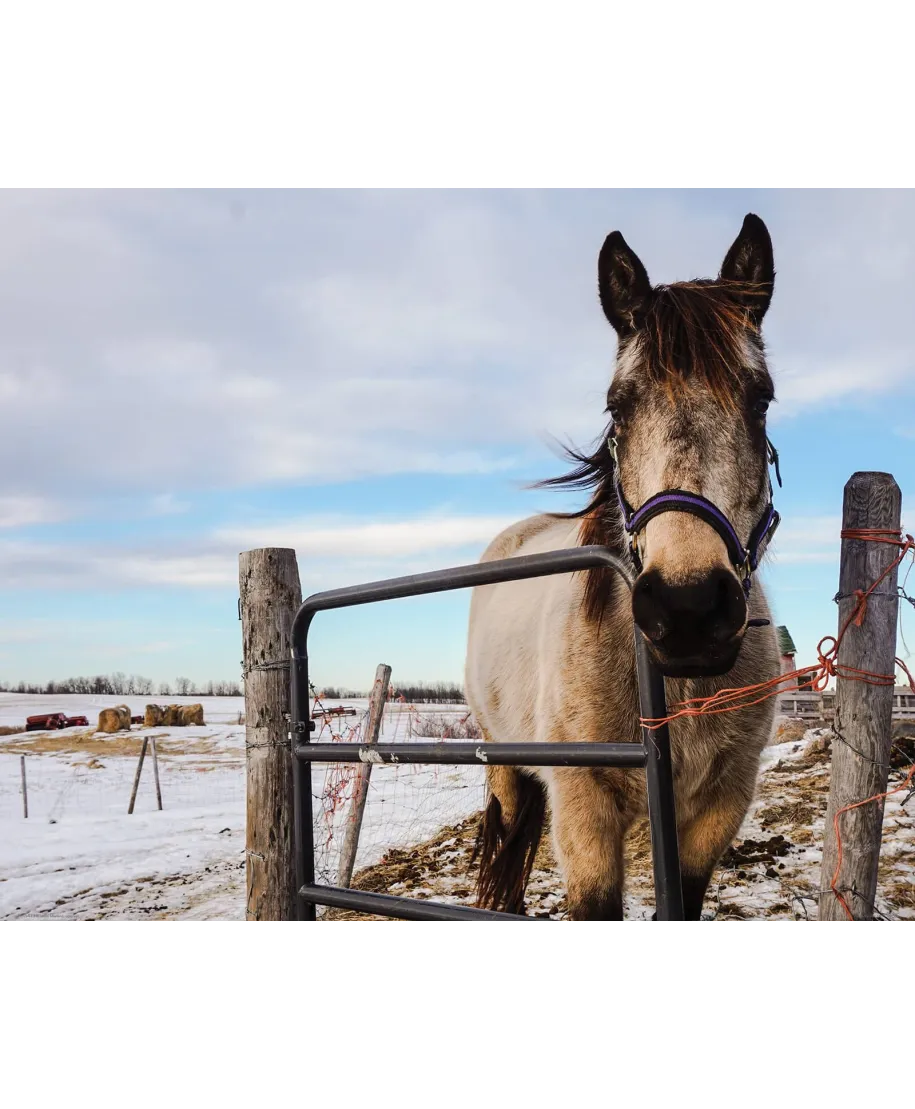 Koń w zagrodzie - plakat