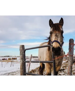 Koń w zagrodzie - plakat