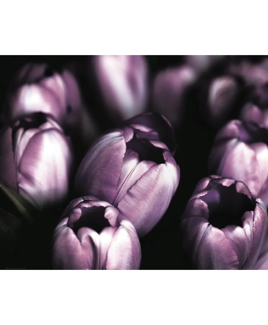 Fioletowe Tulipany - plakat