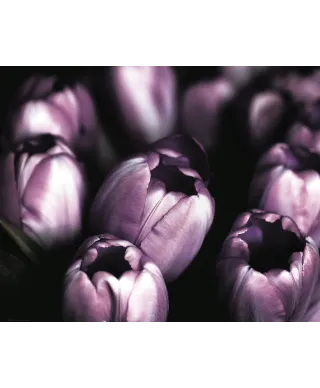 Fioletowe Tulipany - plakat