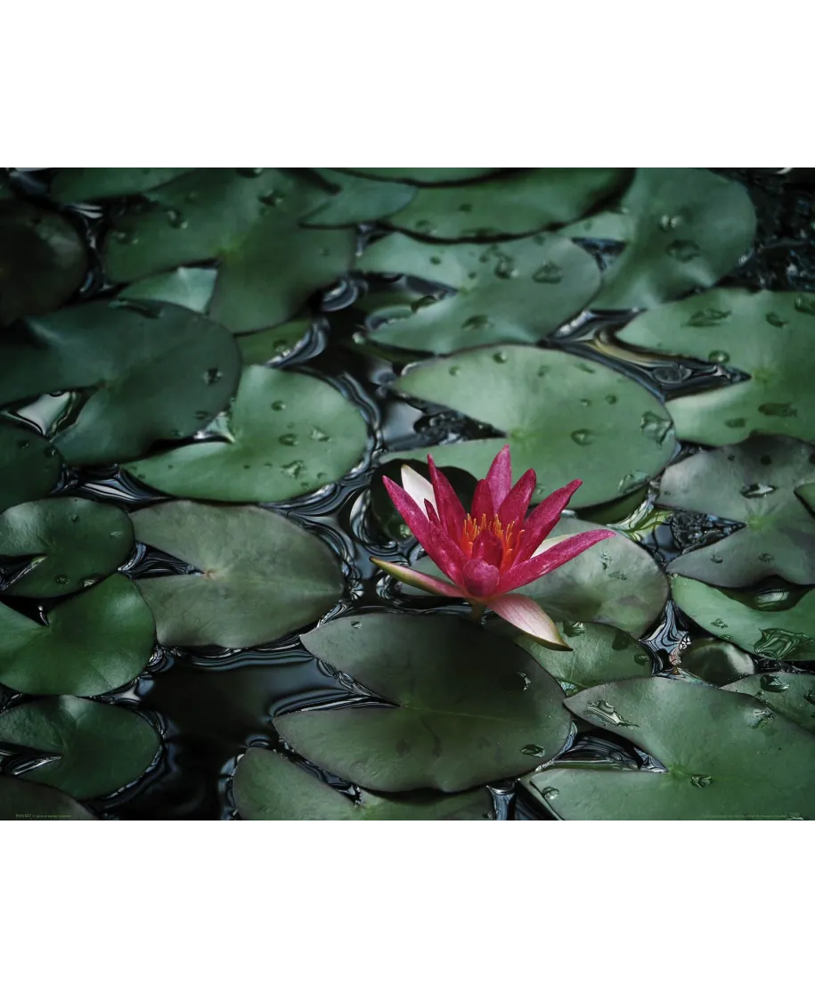 Lilia Wodna - plakat