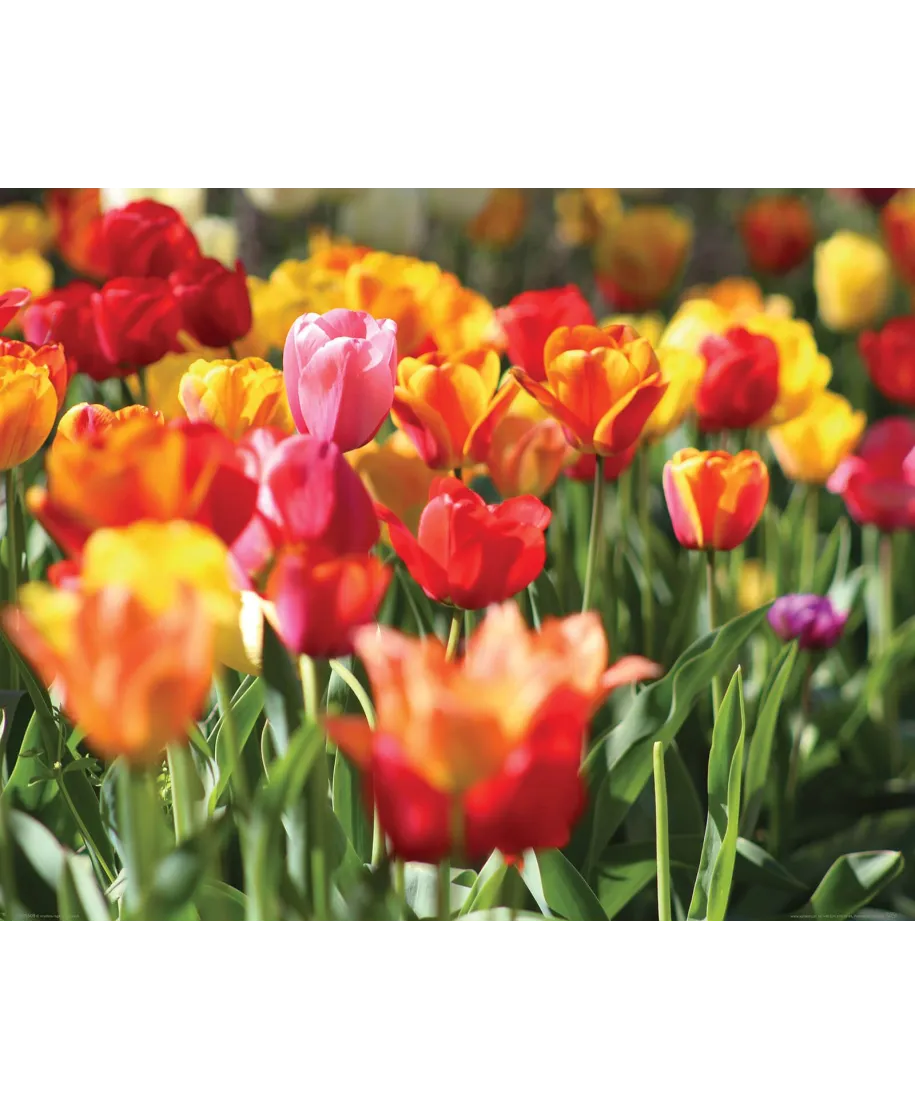 Kolorowe Tulipany - plakat