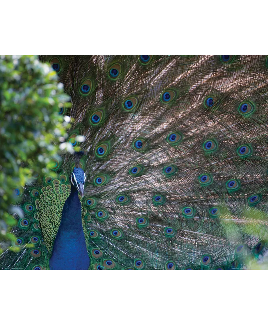 Paw Indyjski - plakat