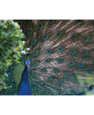 Paw Indyjski - plakat