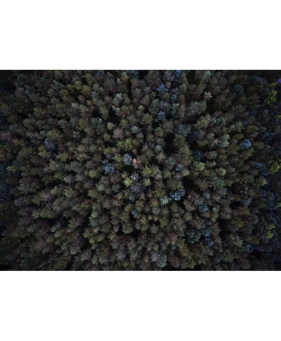 Zielone Drzewa - plakat