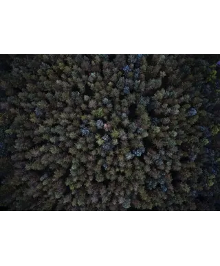 Zielone Drzewa - plakat