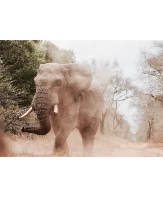 Słoń afrykański - plakat