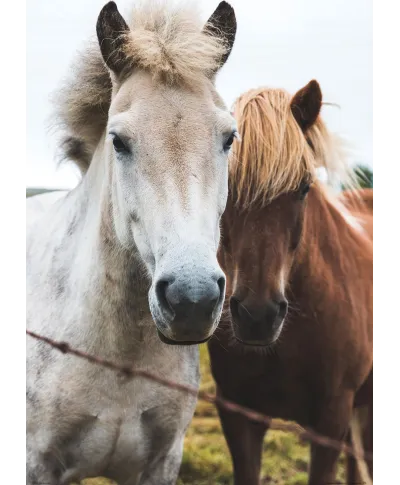 Two Horses - plakat