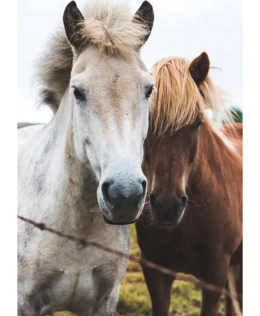Two Horses - plakat