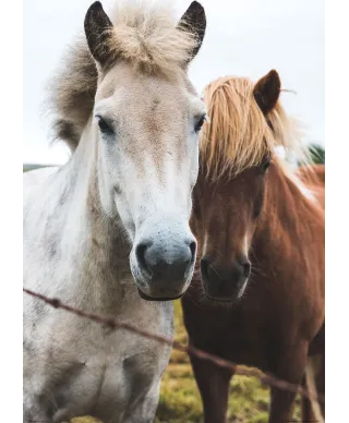 Two Horses - plakat