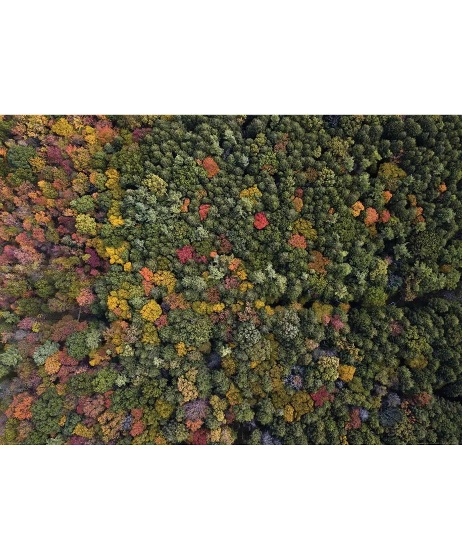 Barwy Natury - plakat