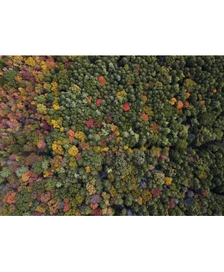 Barwy Natury - plakat