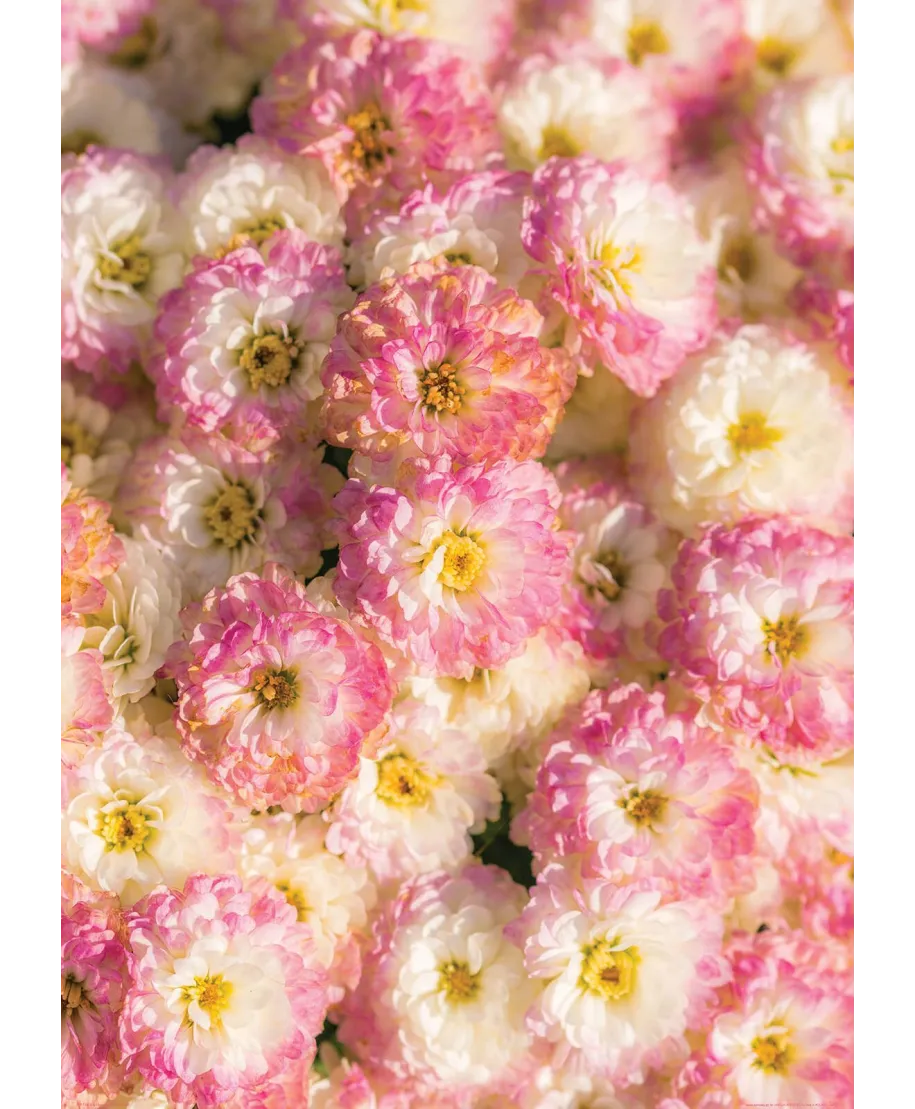 Pastelowe Kwiaty - plakat