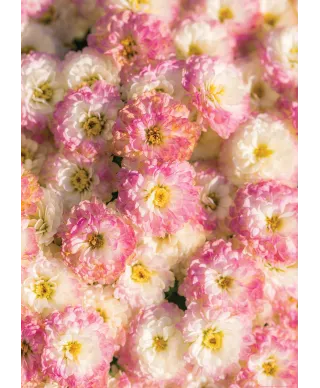 Pastelowe Kwiaty - plakat