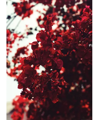 Jesienne Kwiaty - plakat