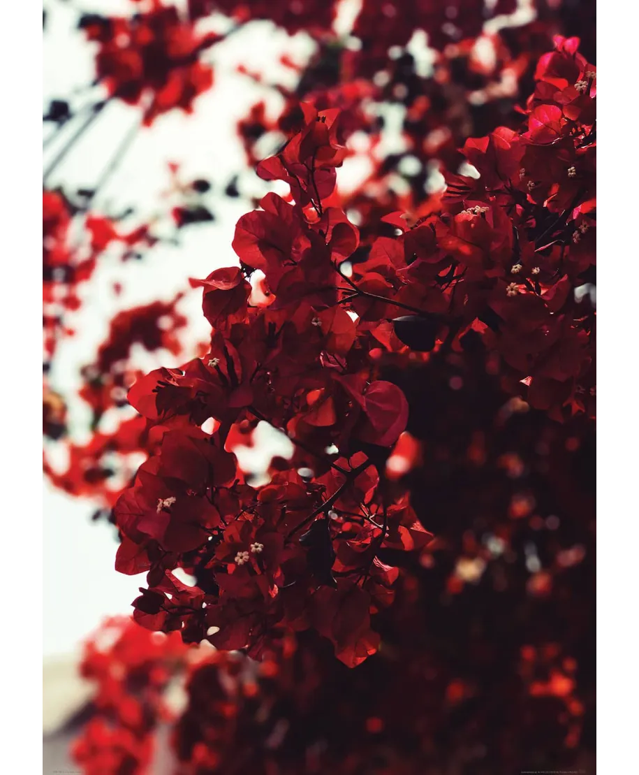 Jesienne Kwiaty - plakat