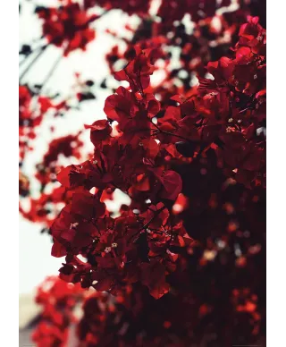 Jesienne Kwiaty - plakat