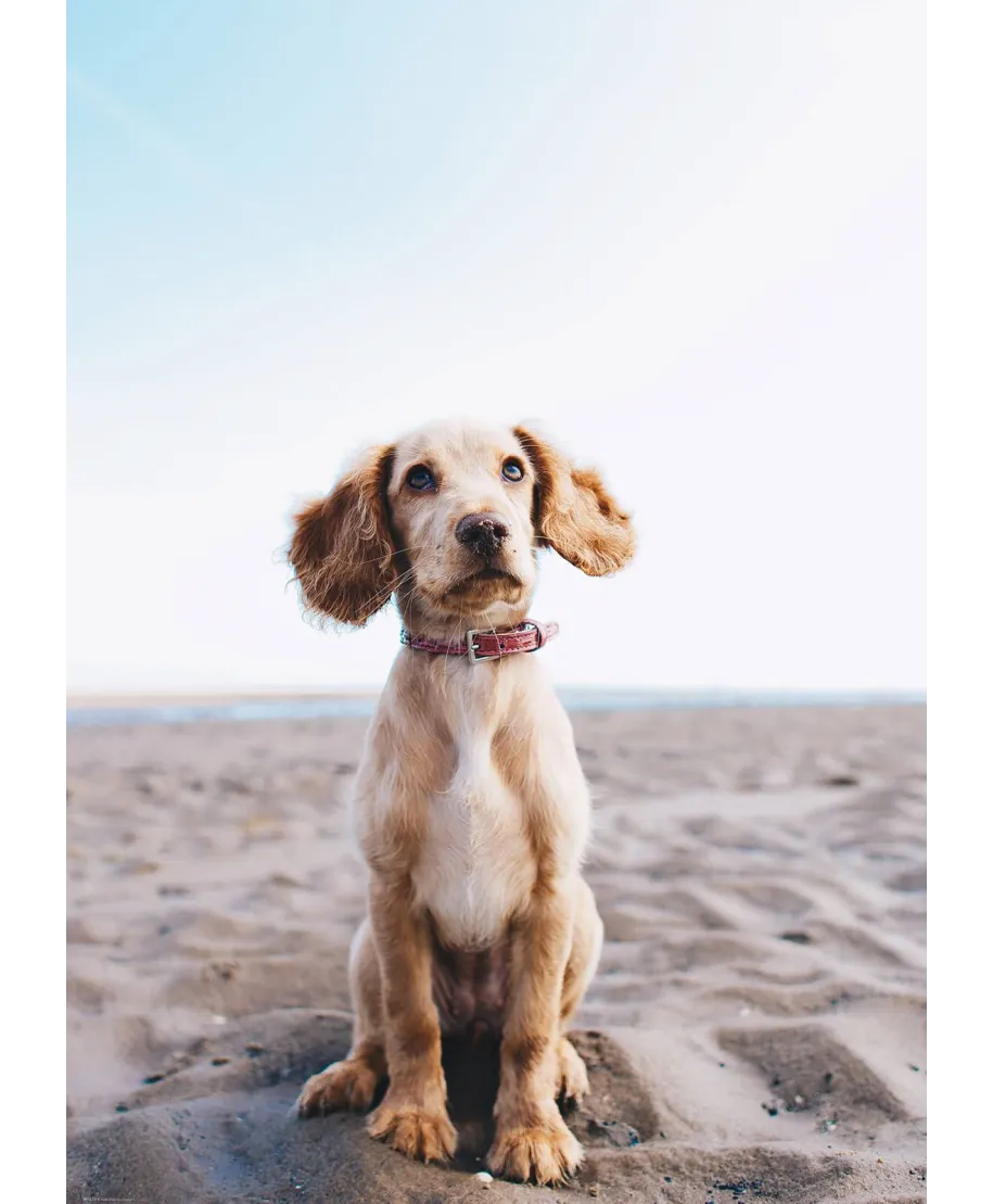 Piesek na plaży - plakat