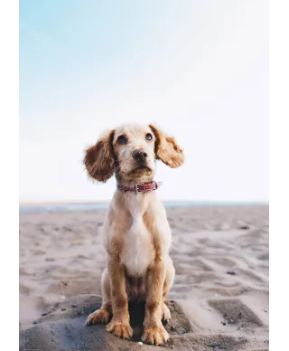 Piesek na plaży - plakat