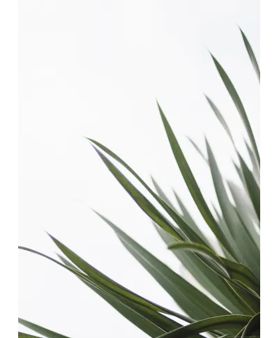 Zielone pędy - plakat