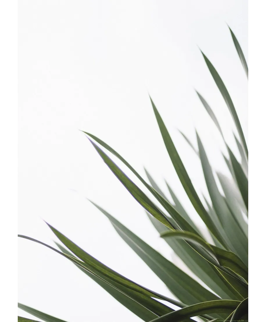 Zielone pędy - plakat