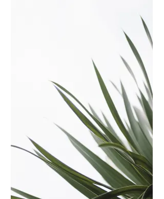 Zielone pędy - plakat