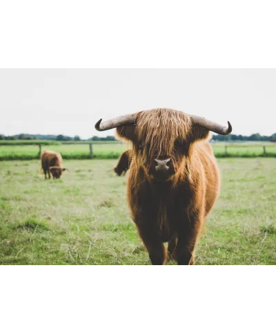 Szkocka Krowa - plakat