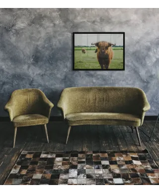 Szkocka Krowa - plakat