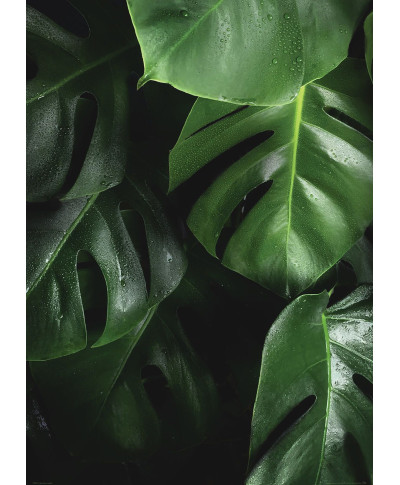 Zielona Monstera - plakat