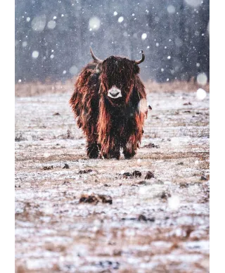 Bizon w śniegu - plakat