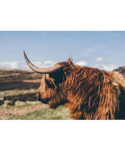 Highland Cow - plakat