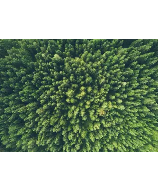 Zielony Las Iglasty - plakat