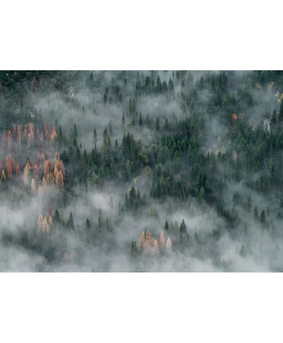 Zamglone drzewa - plakat
