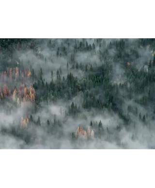 Zamglone drzewa - plakat