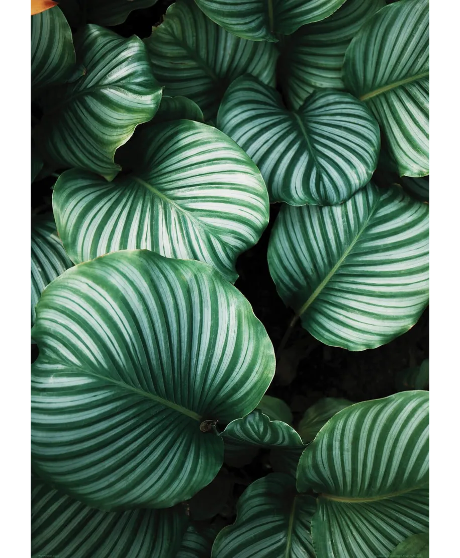 Kalatea Okrągłolistna - plakat