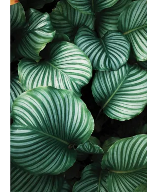 Kalatea Okrągłolistna - plakat