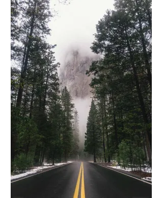 Droga wśród drzew - plakat