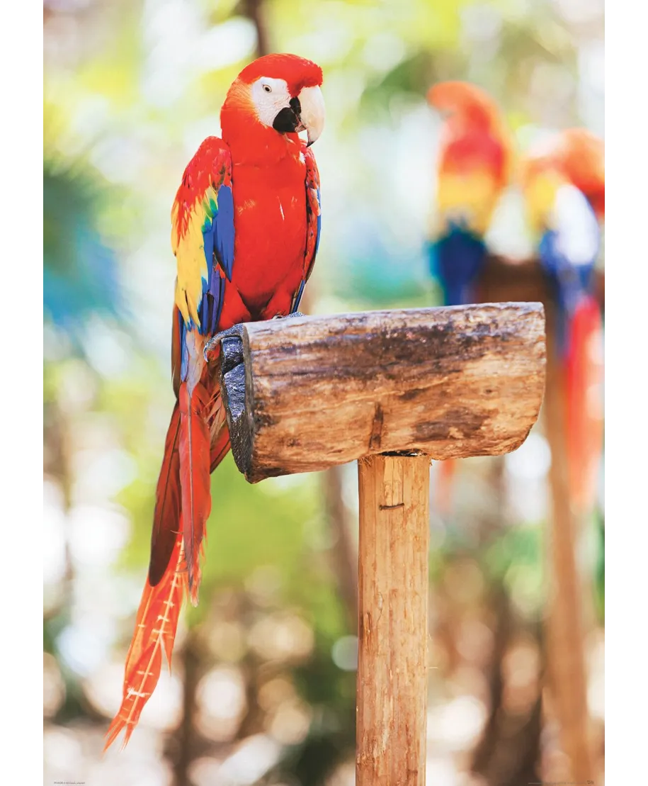 Czerwona Papuga - plakat