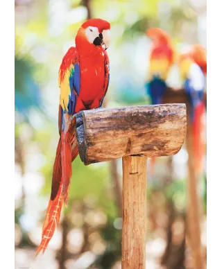 Czerwona Papuga - plakat