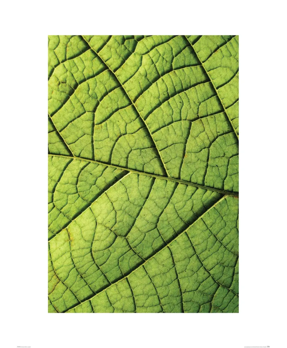 Nerw Liścia - reprodukcja