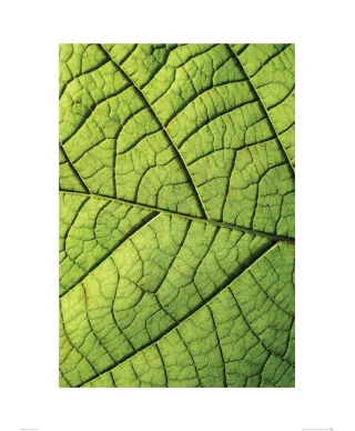 Nerw Liścia - reprodukcja