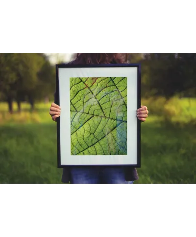 Nerw Liścia - reprodukcja