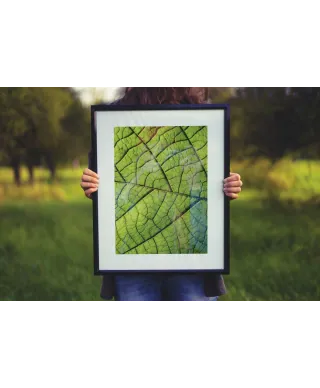 Nerw Liścia - reprodukcja