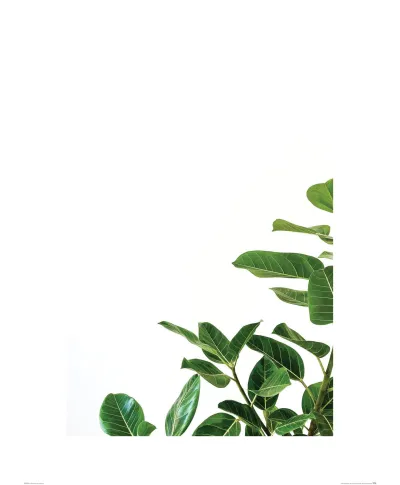 Zielone Listki - reprodukcja