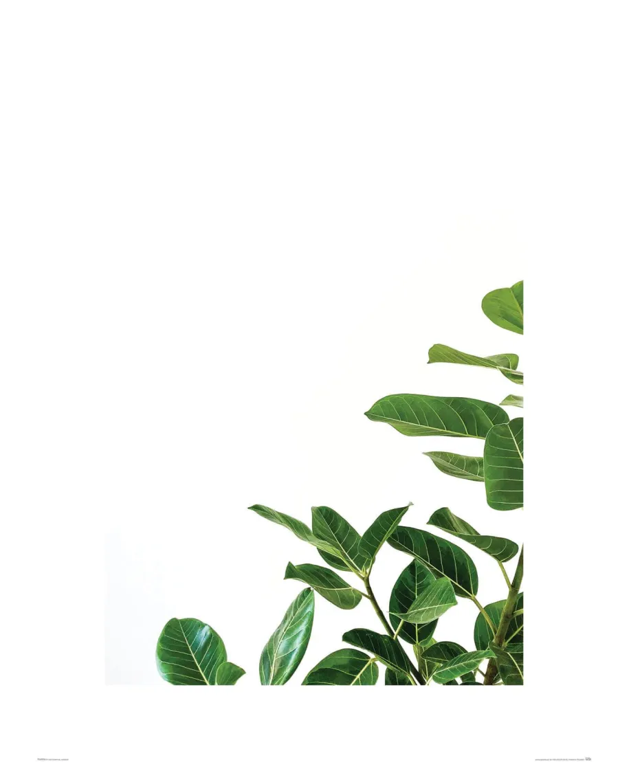 Zielone Listki - reprodukcja