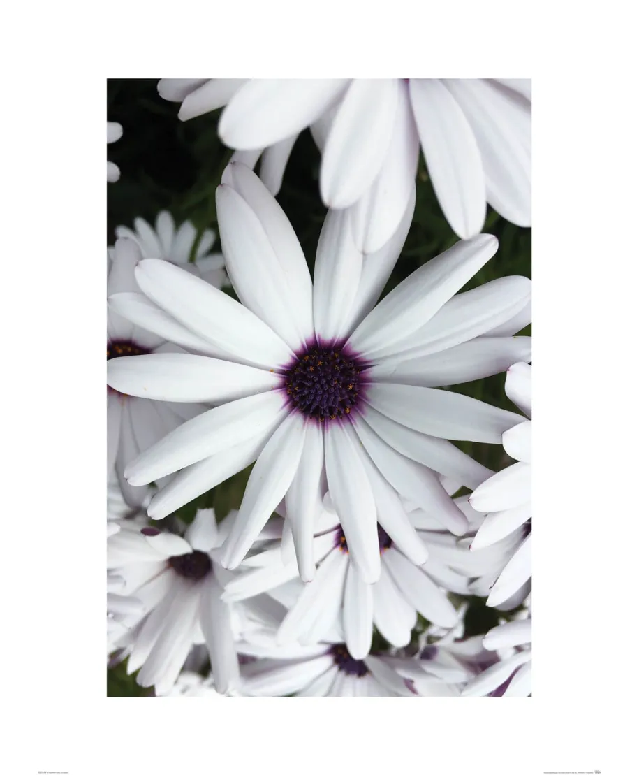 Białe Kwiaty - reprodukcja