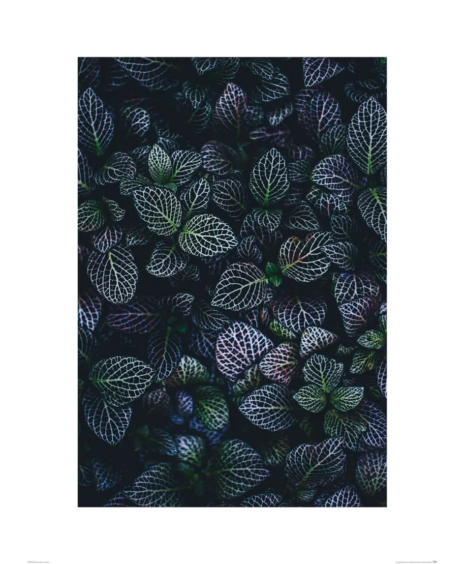 Liście Fitonii - reprodukcja